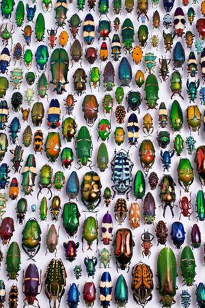 Beetles Karlsruhe Museum.jpg