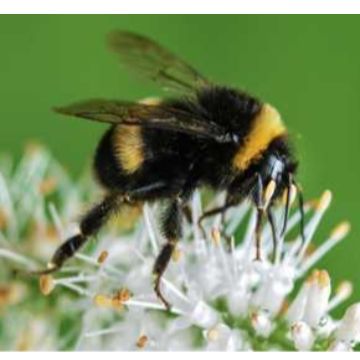 Thumbnail for Not-so-bumbling bumblebees